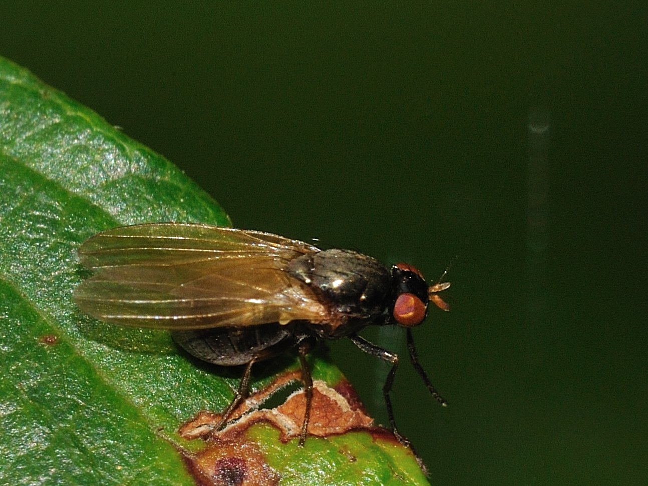 ID Diptera n.2